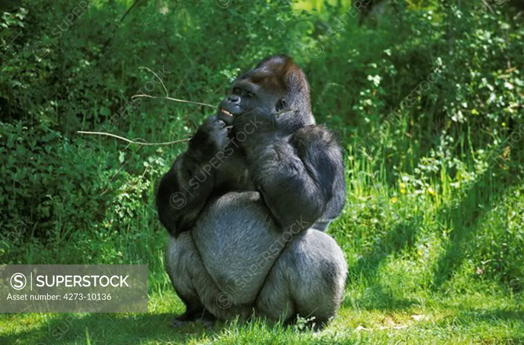 Gorilla, Gorilla Gorilla, Silverback Adult Male Standing On Grass, Eating Bark From Branch