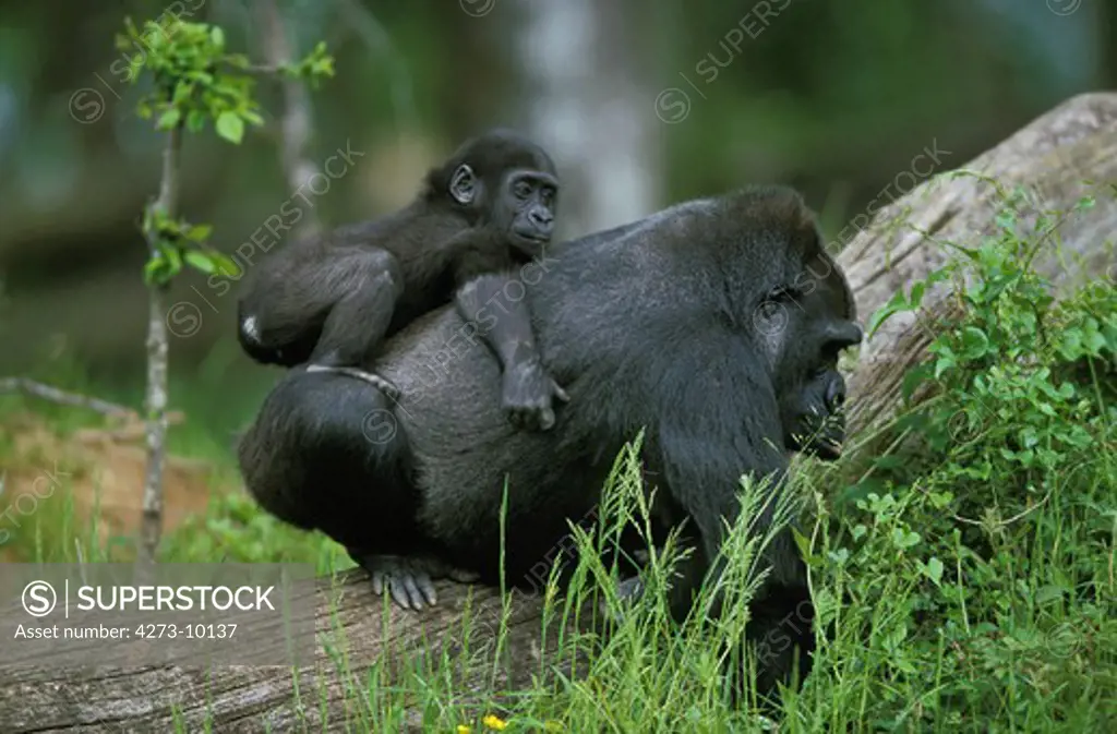 Gorilla, Gorilla Gorilla, Female With Baby
