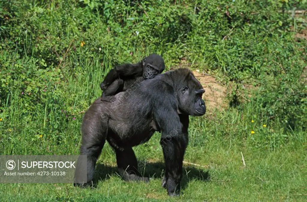 Eastern Lowland Gorilla Gorilla Gorilla Graueri, Mother Carrying Young On Its Back