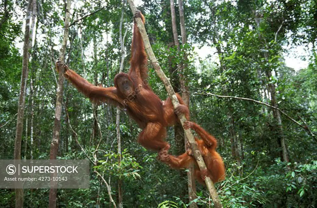 Orang Utan, Pongo Pygmaeus, Female With Young Hanging From Branch, Borneo