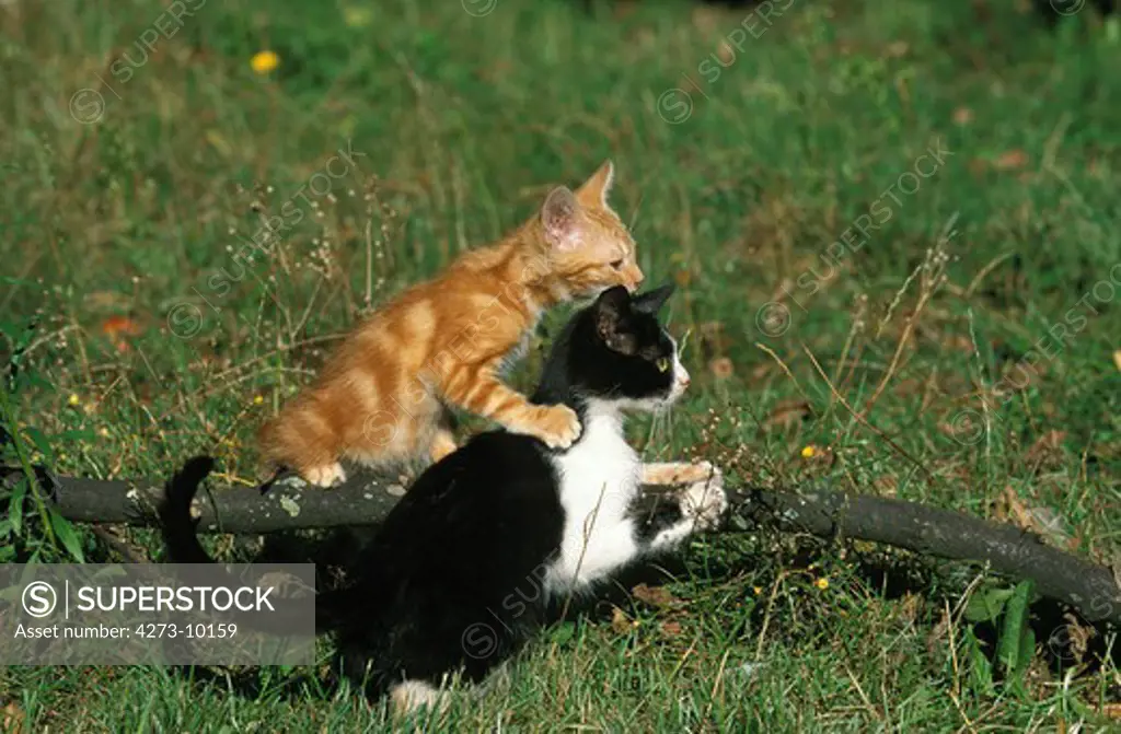 Domestic Cat, Kittens Playing On Grass