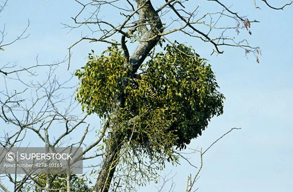Mistletoe, Viscum Album, On Dead Tree In Normandy