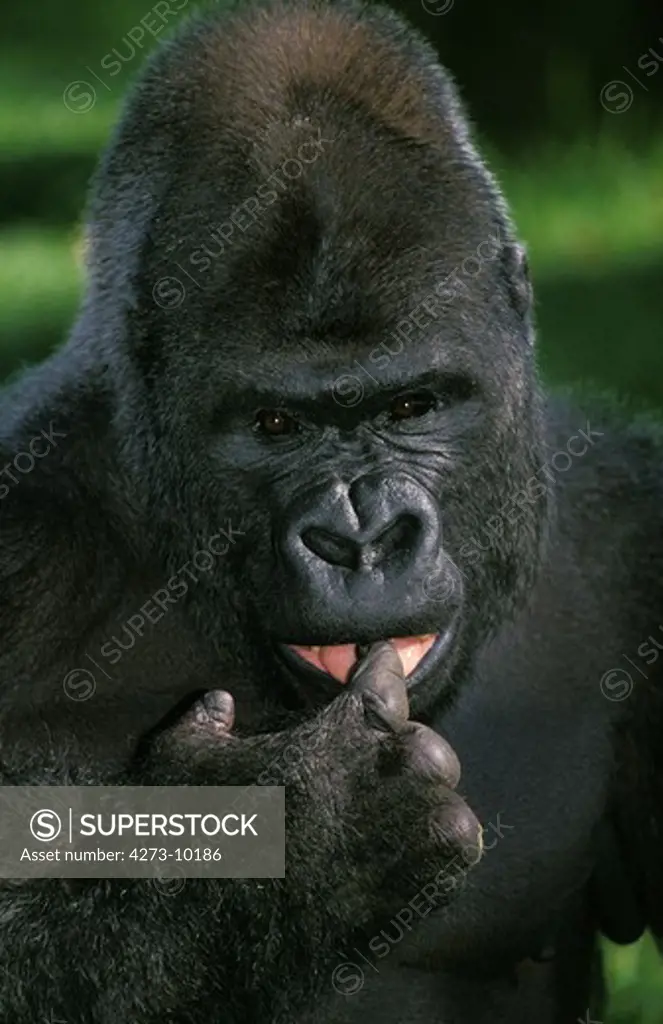 Gorilla, Gorilla Gorilla, Portrait Of Silverback Adult Male, Funny Face