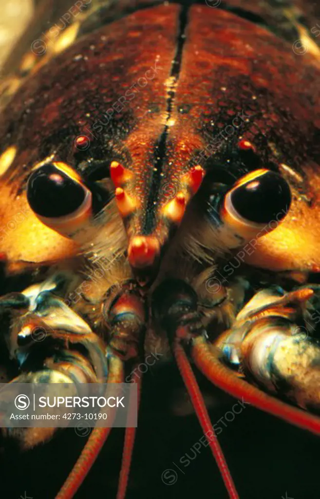 Lobster, Homarus Gammarus, Close Up Of Head