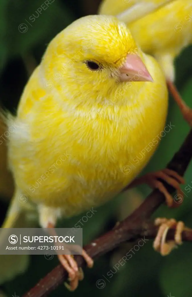 Yellow Canary, Serinus Canaria, Adult Standing On Branch