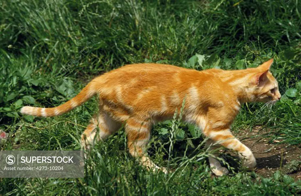 Red Tabby Domestic Cat, Adult Walking On Grass