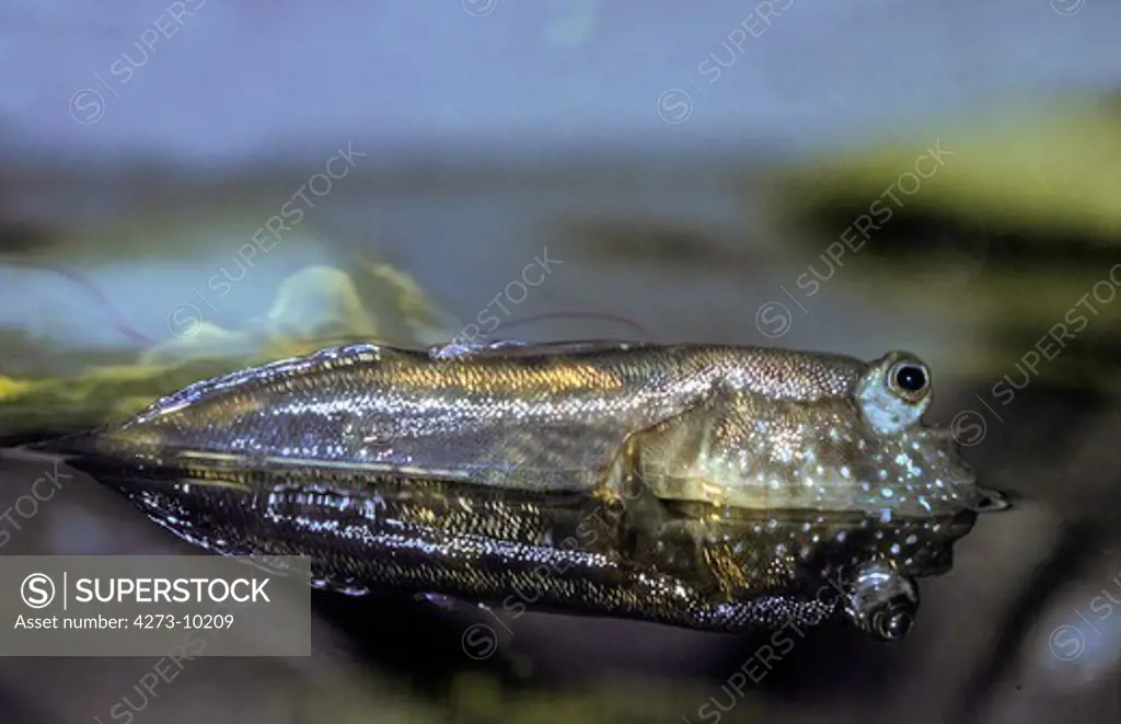 Mudskipper, Periophthalmus Sp, Adult Standing At Surface