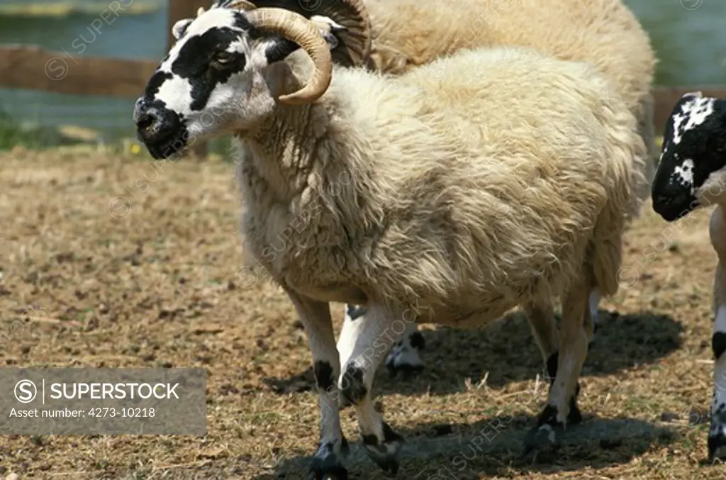 Scottish Black Face Sheep, Ewe