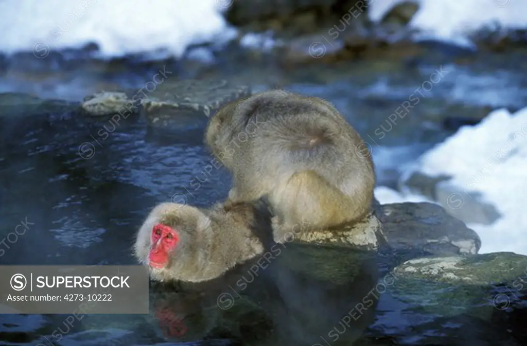 Japanese Macaque, Macaca Fuscata, Adults Soaking In Hot Spring, Hokkaido Island In Japan