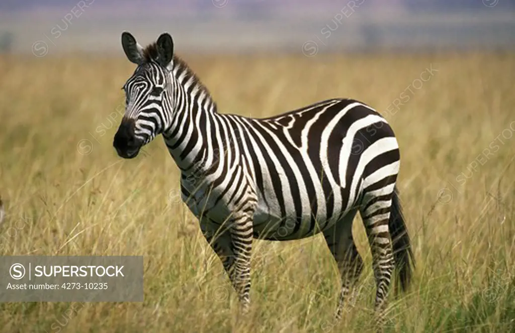 Burchell'S Zebra, Equus Burchelli, Adult, Masai Mara Park In Kenya