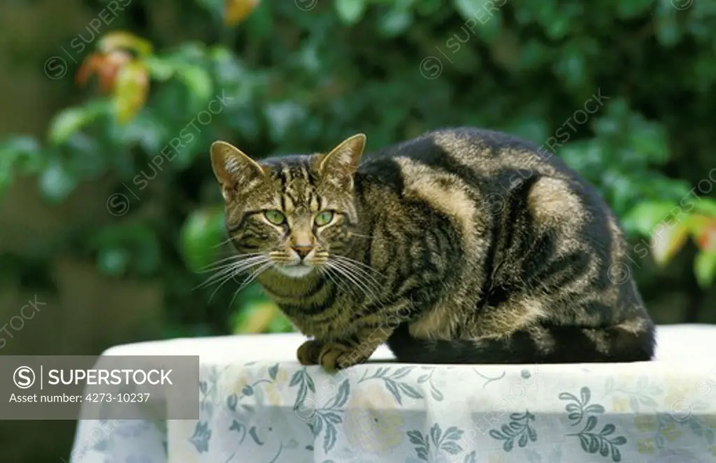 Brown Tabby Domestic Cat, Adult Laying On Table