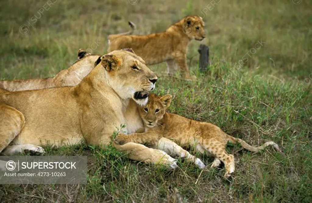 African Lion Panthera Leo, Mother With Cub, Kenya