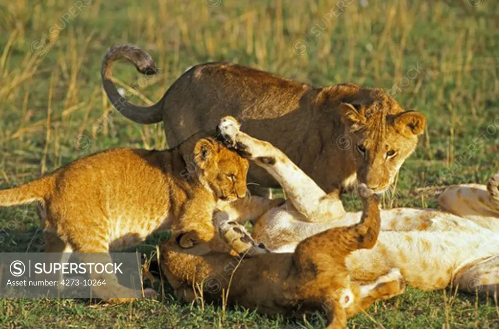 African Lion, Panthera Leo, Females Playing With Cub, Masai Mara Park In Kenya