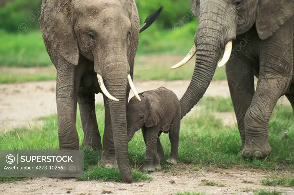 African Elephant Loxodonta Africana, Mother With Calf, Kenya