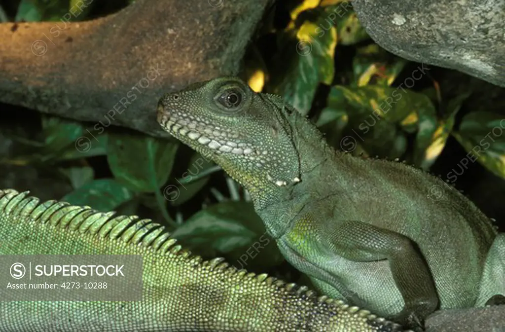 Chinese Water Dragon, Physignathus Cocincinus, Adult