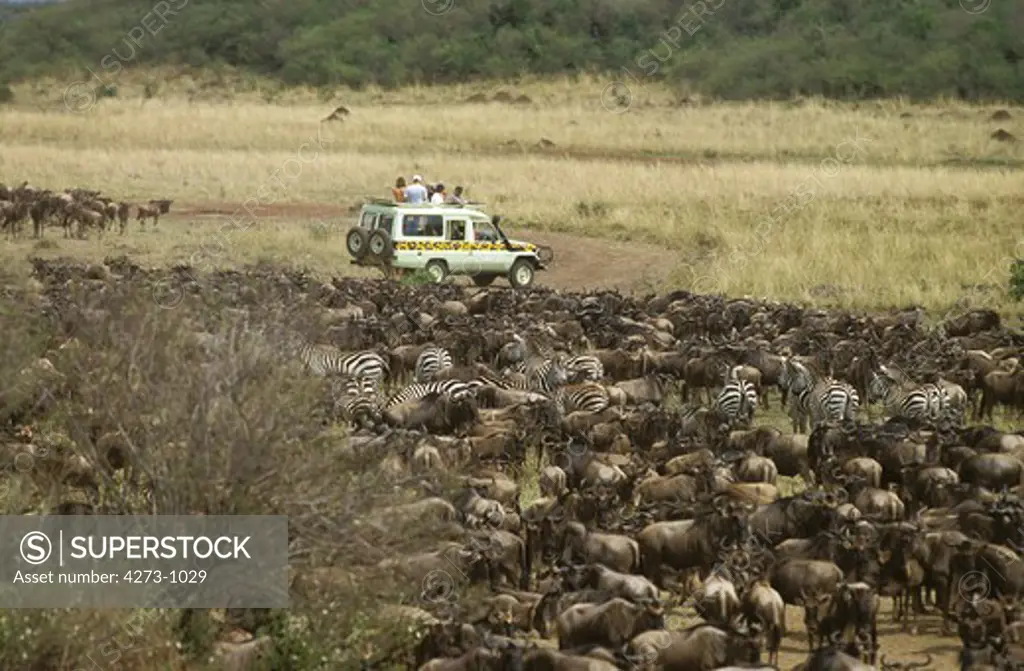 Safari In Masai Mara Park In Kenya During Wildebeest Migration