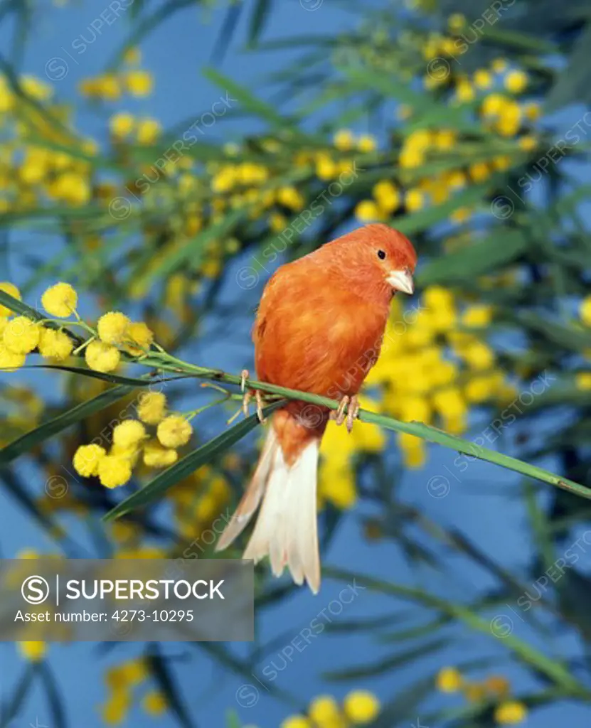 Red Canary, Serinus Canaria, Adult Standing On Branch