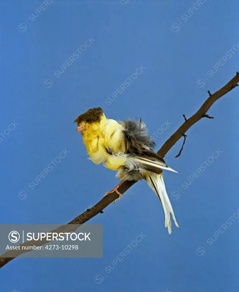 Parisian Frilled Canary, Serinus Canaria, Adult Standing On Branch