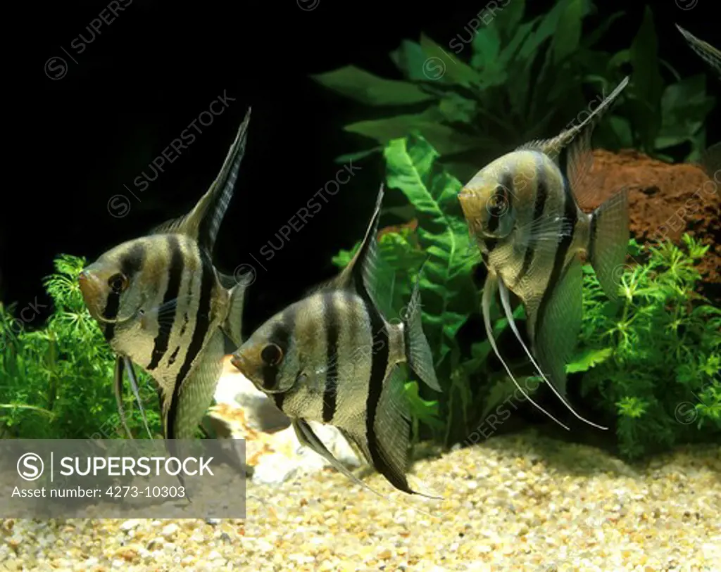 Angelfish, Pterophyllum Scalare, Adults, Aquarium Fishes