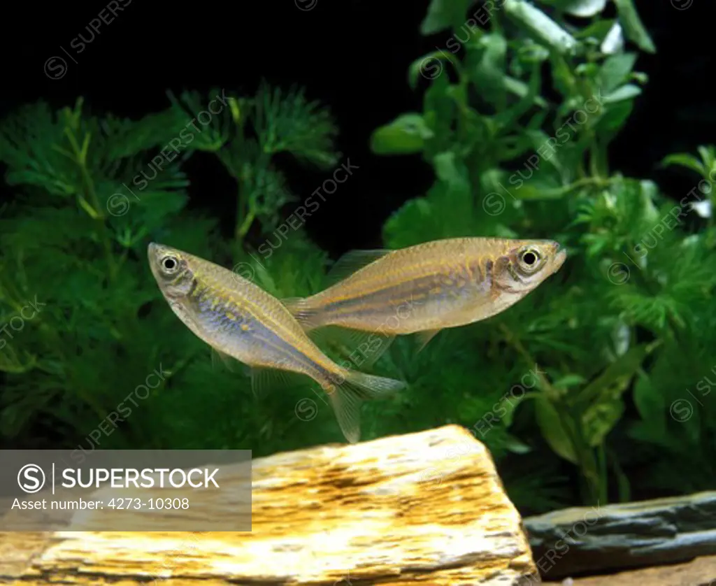 Giant Danio Or Malabar Danio, Danio Aequipinnatus, Aquarium Fishes