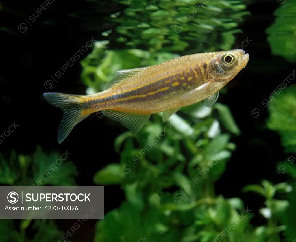 Giant Danio Or Malabar Danio, Danio Aequipinnatus, Aquarium Fish