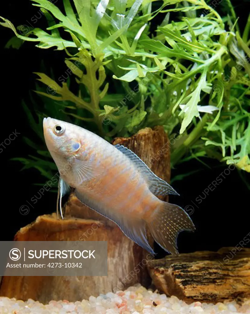 Paradise Fish Macropodus Opercularis, Adult