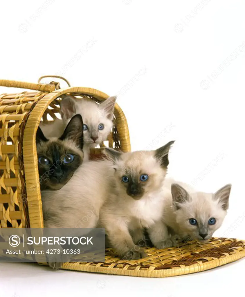 Balinese Domestic Cat, Female With Kittens In Basket Against White Background