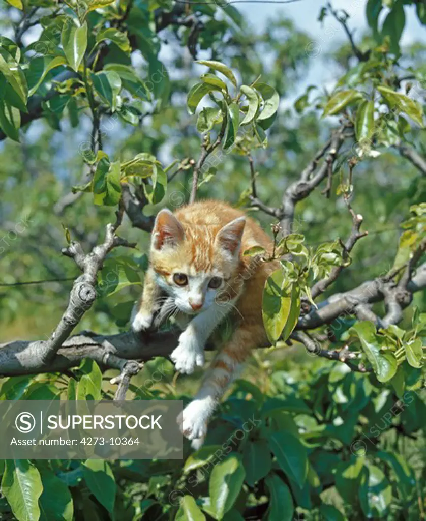 Red And White Cat, Kitten Playing In Tree
