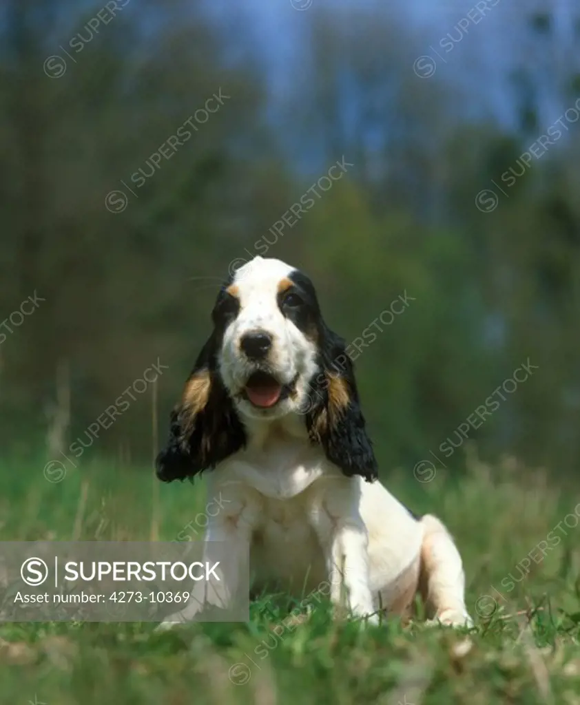 English Cocker Spaniel, Pup Sitting On Grass
