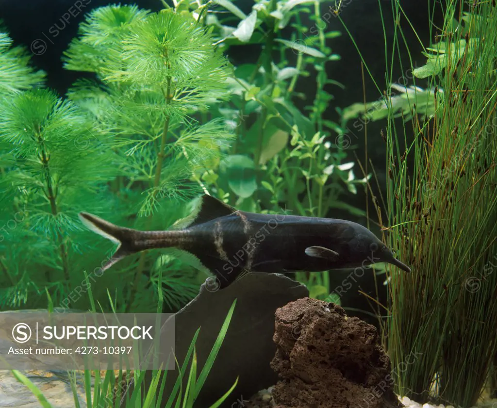 Elephant Nose Fish, Gnathonemus Petersii, Aquarium Fish - SuperStock