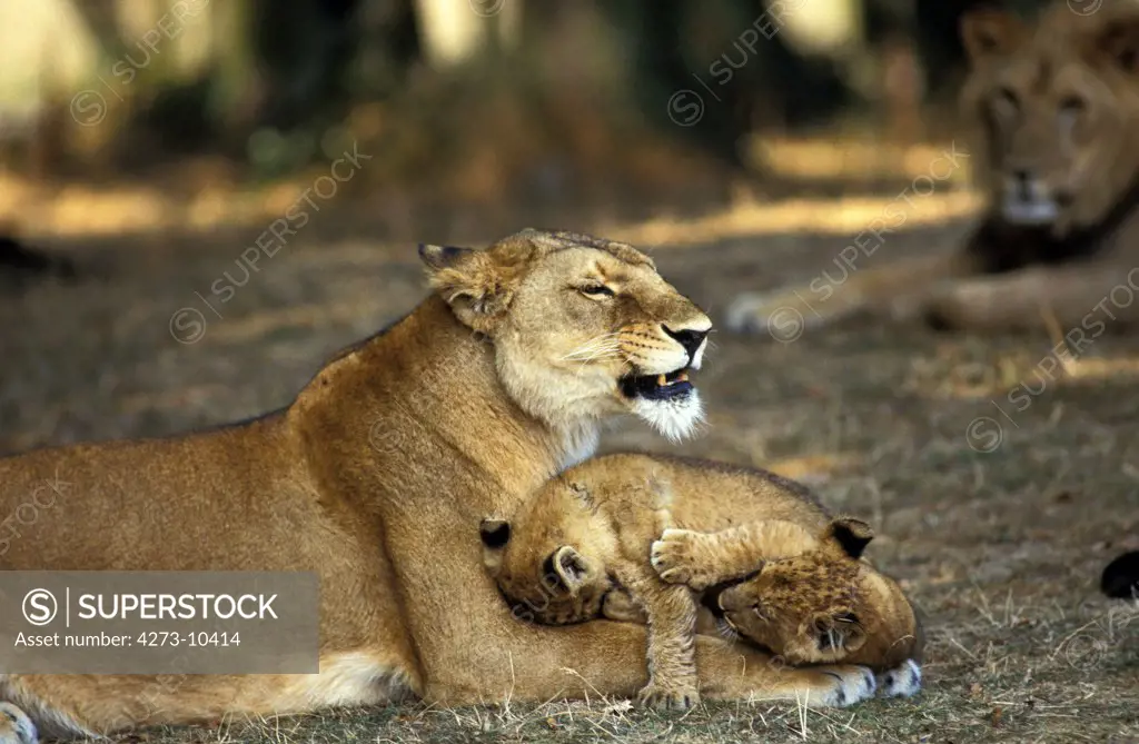 African Lion Panthera Leo, Mother With Cub