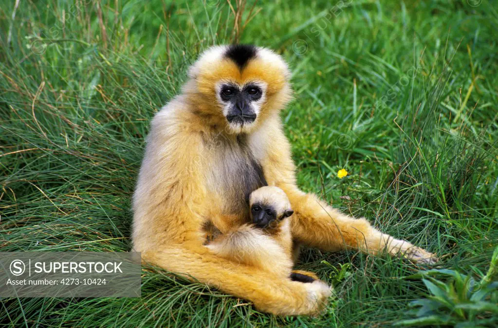 White-Handed Gibbon Hylobates Lar, Mother With Young