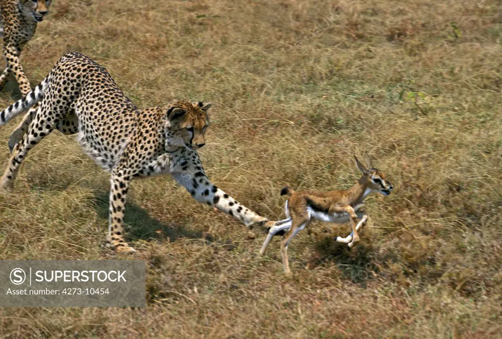 Cheetah, Acinonyx Jubatus, Adults Hunting A Thomson'S Gazelle, Masai Mara Park In Kenya