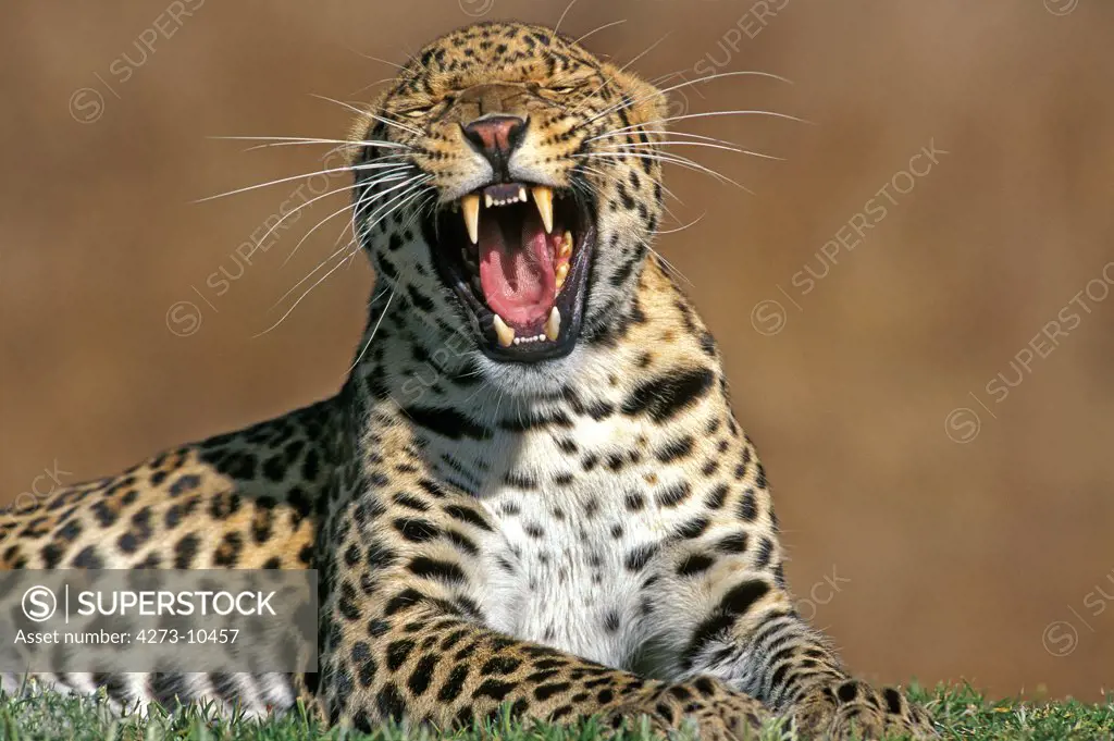 Leopard, Panthera Pardus, Adult Standing On Grass, Yawning