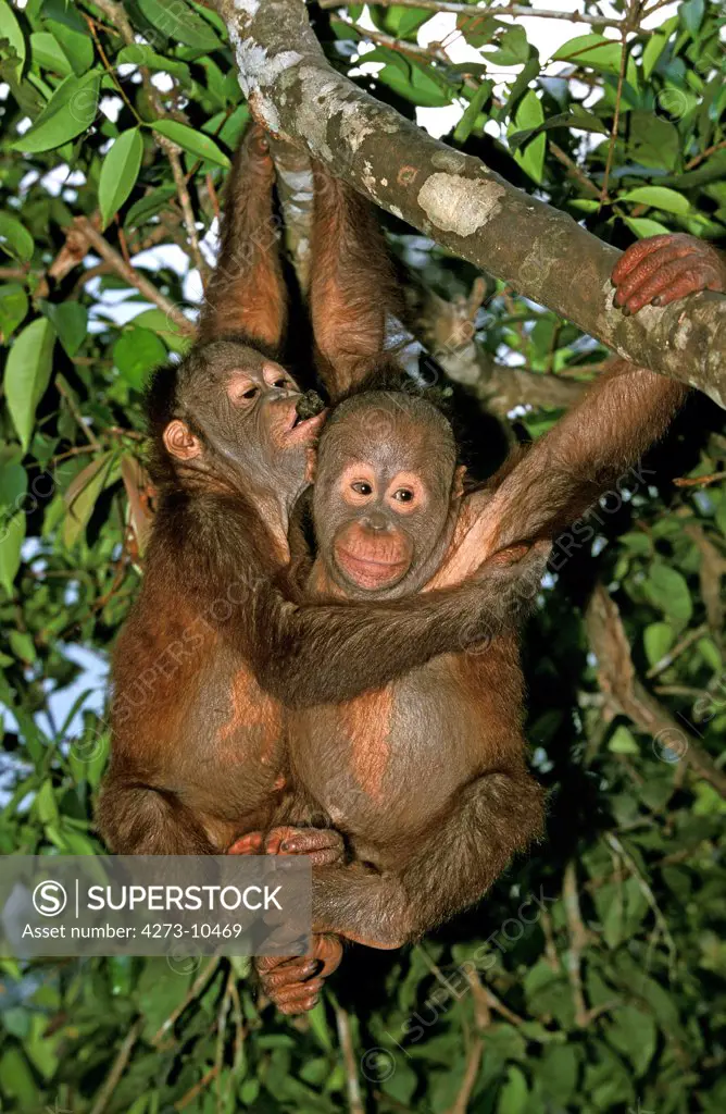 Orang Utan Pongo Pygmaeus, Youngs Hanging From Branch, Borneo