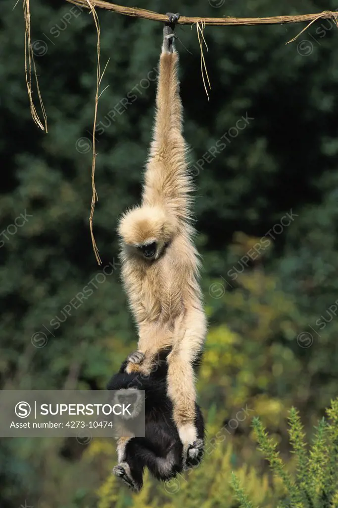 White-Handed Gibbon Hylobates Lar, Mother With Young Hanging From Liana