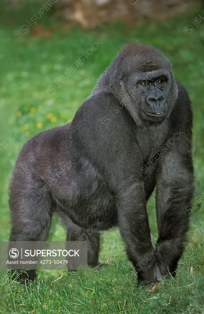 Eastern Lowland Gorilla Gorilla Gorilla Graueri, Female Standing On Grass