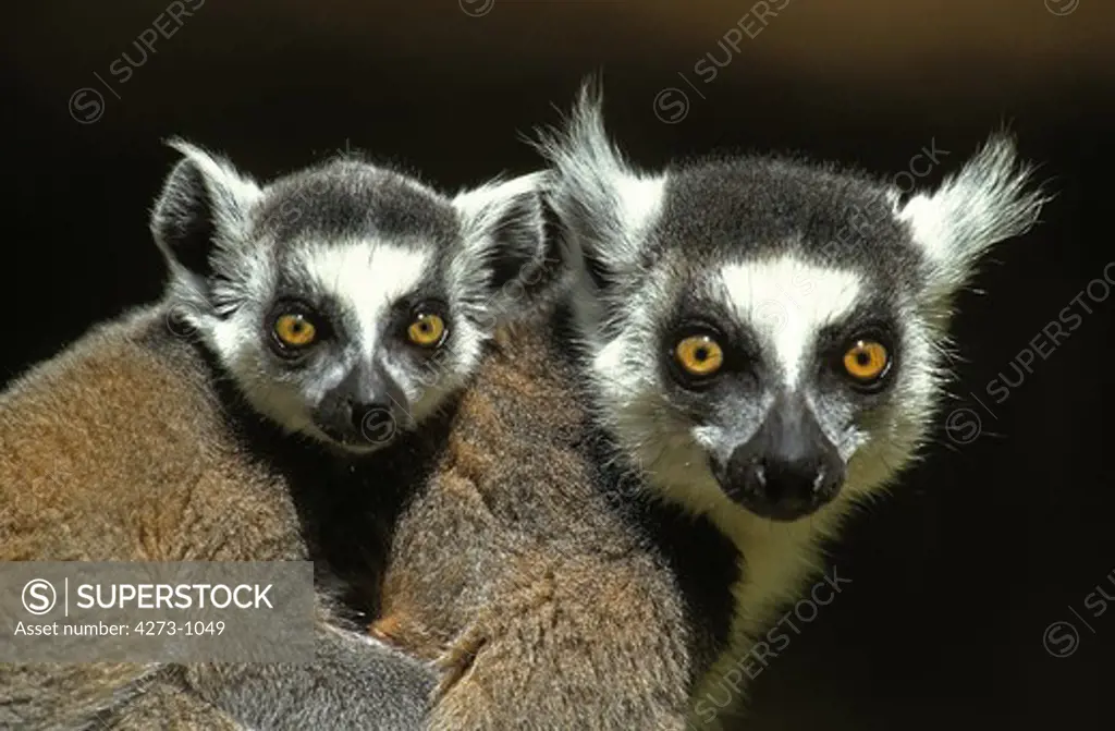 Ring Tailed Lemur Lemur Catta, Female Carrying Young On Its Back, Madagascar