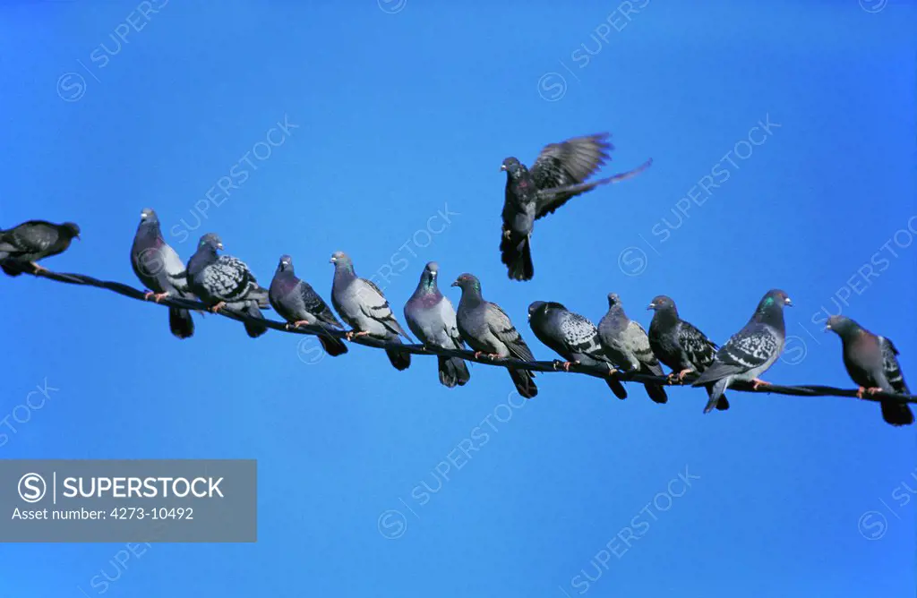Rock Dove, Columba Livia, Adults Standing On Electric Wire