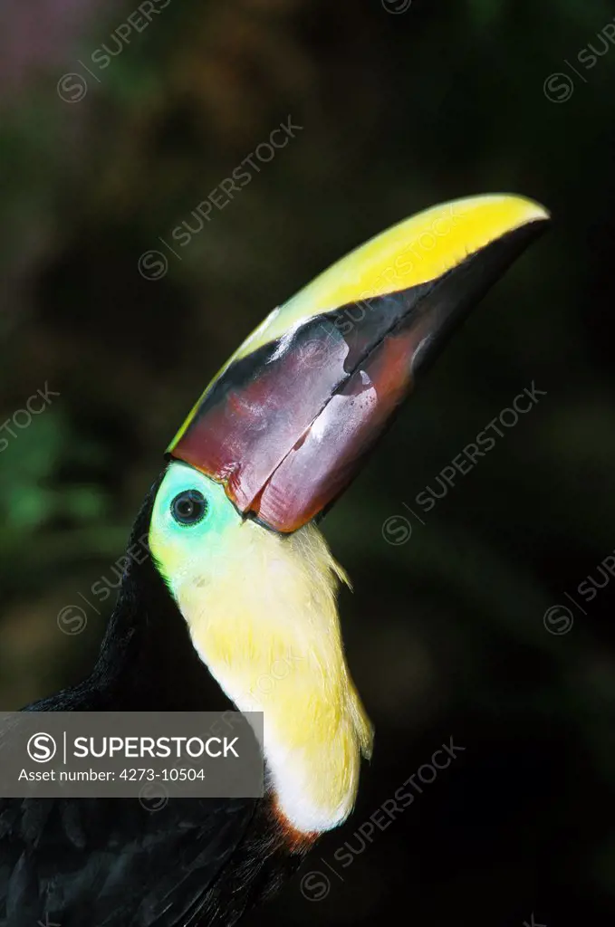 Chestnut Mandibled Toucan, Ramphastos Swainsonii, Portrait Of Adult Showing Beak, Costa Rica