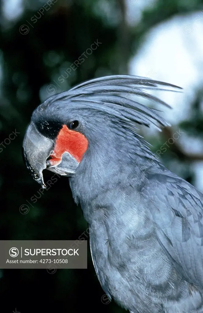 Palm Cockatoo, Probosciger Aterrimus, Adult With Crest Half-Raised