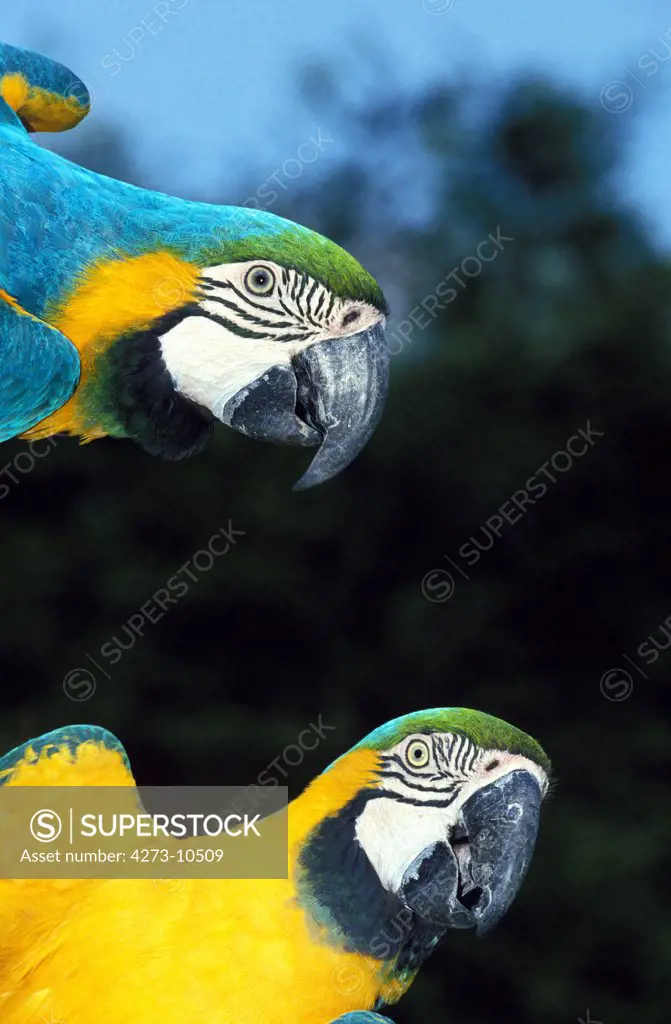 Blue And Yellow Macaw, Ara Ararauna, Adults