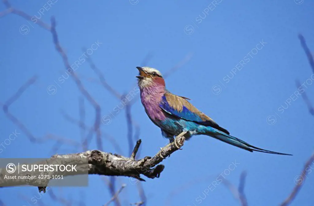 Lilac Breasted Roller Coracias Caudata Singing On A Branch Against Blue Sky, South Africa
