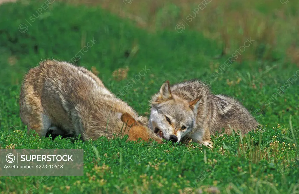 European Wolf, Canis Lupus, Adults Dominance Interaction