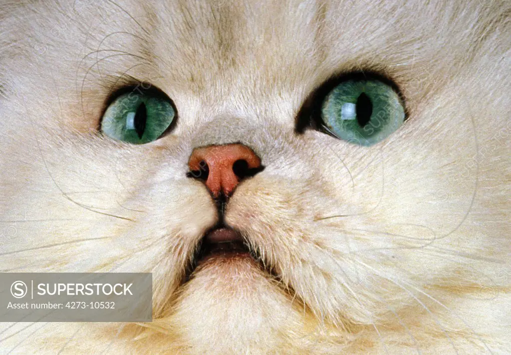 Chinchilla Persian Domestic Cat, Portrait Of Adult, Close-Up Of Green Eyes