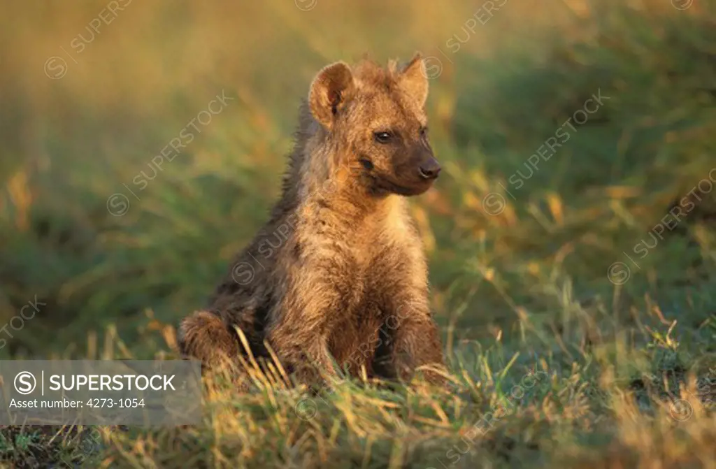 Spotted Hyena Crocuta Crocuta, Young Sitting On Grass, Kenya
