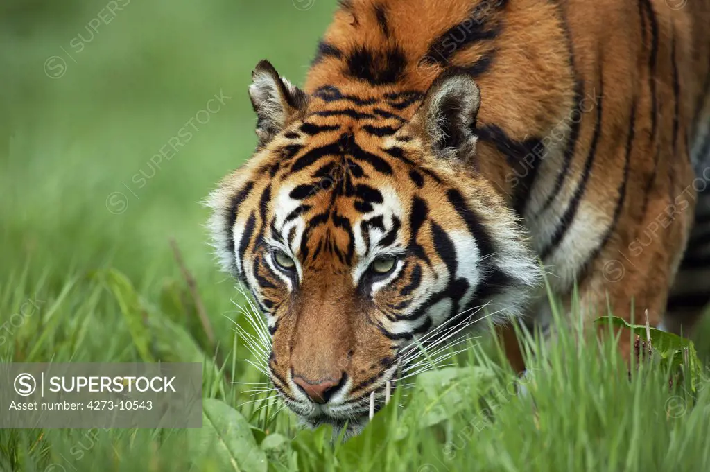 Sumatran Tiger Panthera Tigris Sumatrae, Adult Smelling Grass