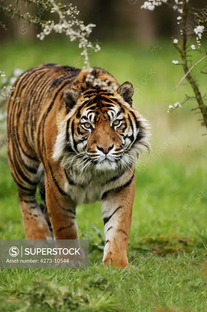 Sumatran Tiger, Panthera Tigris Sumatrae, Adult Standing On Grass