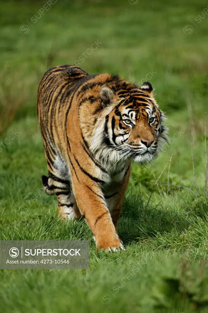 Sumatran Tiger Panthera Tigris Sumatrae, Adult Walking On Grass