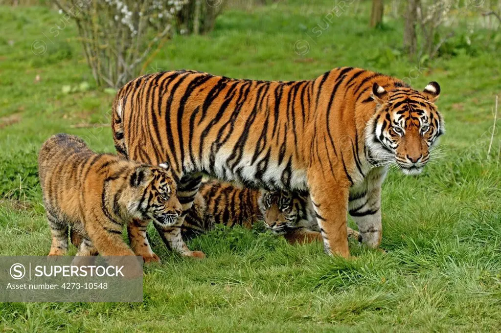 Sumatran Tiger, Panthera Tigris Sumatrae, Mother With Cub
